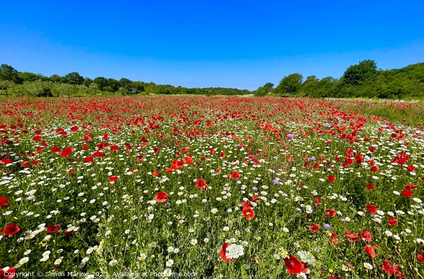 Serene Scene: A Peaceful Field of Poppies Picture Board by Simon Marlow