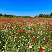 Buy canvas prints of Serene Scene: A Peaceful Field of Poppies by Simon Marlow