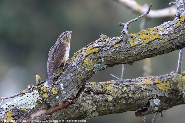 A rare glimpse of a Wryneck bird Picture Board by Simon Marlow