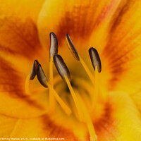 Buy canvas prints of Enchanting Intimacy of a Day Lily Blossom by Simon Marlow