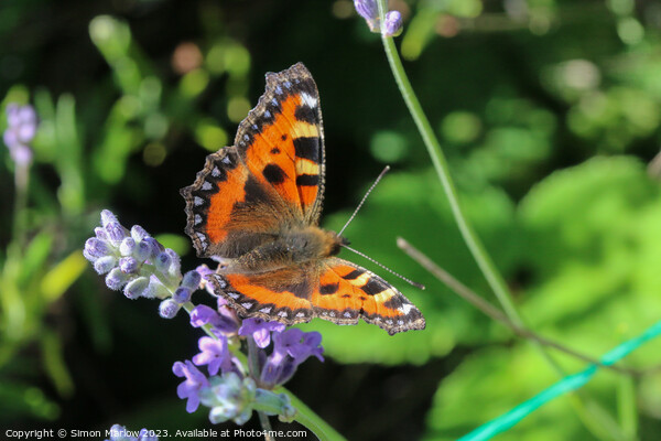 TortoiseShell Butterfly on Summer flowers Picture Board by Simon Marlow