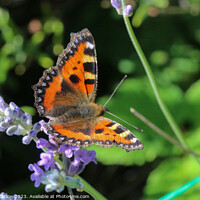 Buy canvas prints of TortoiseShell Butterfly on Summer flowers by Simon Marlow