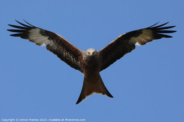 Red Kite in flight Picture Board by Simon Marlow