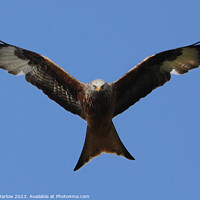 Buy canvas prints of Red Kite in flight by Simon Marlow