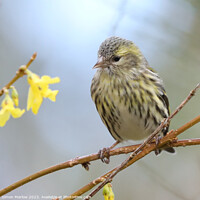 Buy canvas prints of Young Siskin perched on a branch  by Simon Marlow