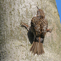 Buy canvas prints of Treecreeper clinging to a tree by Simon Marlow