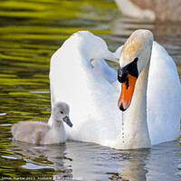 Buy canvas prints of Beautiful Swan and Cygnet by Simon Marlow
