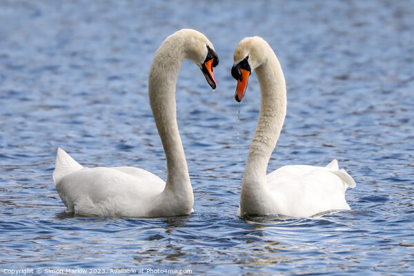 A beautiful pair of courting Mute Swans Picture Board by Simon Marlow
