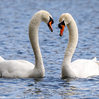 Buy canvas prints of A beautiful pair of courting Mute Swans by Simon Marlow