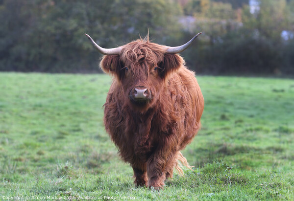 A large Highland Cow walking towards you on top of a lush green field Picture Board by Simon Marlow