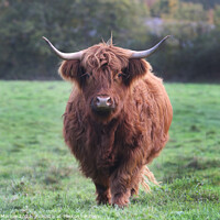 Buy canvas prints of A large Highland Cow walking towards you on top of a lush green field by Simon Marlow