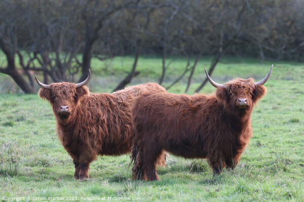 Pair of Highland Cows Picture Board by Simon Marlow