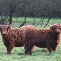 Buy canvas prints of Pair of Highland Cows by Simon Marlow