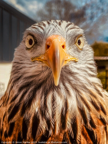 A very closeup portrait of a Red Kite Picture Board by Simon Marlow