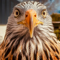 Buy canvas prints of A very closeup portrait of a Red Kite by Simon Marlow