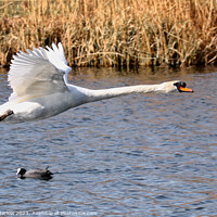 Buy canvas prints of Mute Swan flyby over a lake by Simon Marlow