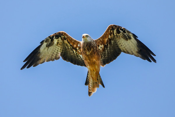 Red Kite Picture Board by Simon Marlow
