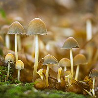 Buy canvas prints of Fungi  by Simon Marlow