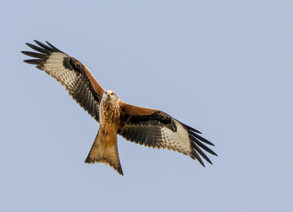 Majestic Red Kite Overhead Picture Board by Simon Marlow