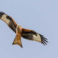 Buy canvas prints of Majestic Red Kite Overhead by Simon Marlow