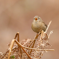 Buy canvas prints of A little Wren singing in the ferns at Bury Ditches by Simon Marlow