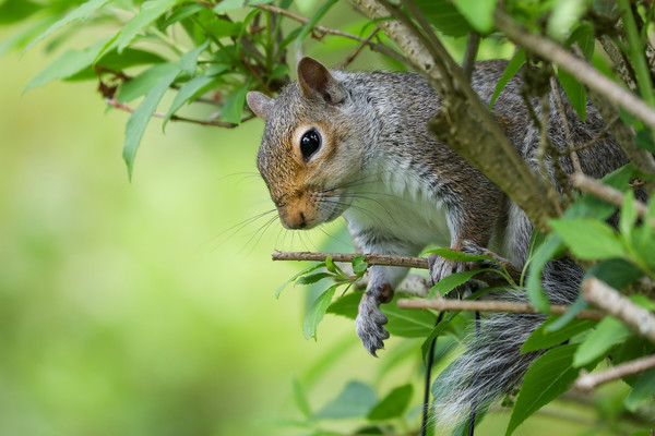 Adorable Grey Squirrel Peeking Through Autumn Bran Picture Board by Simon Marlow