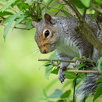 Buy canvas prints of Adorable Grey Squirrel Peeking Through Autumn Bran by Simon Marlow