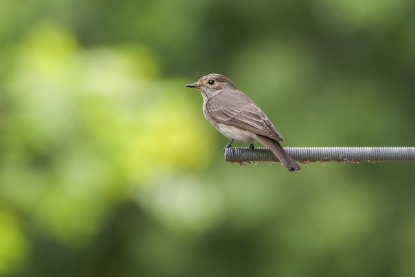 Elusive Beauty The Spotted Flycatcher Picture Board by Simon Marlow
