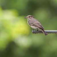 Buy canvas prints of Elusive Beauty The Spotted Flycatcher by Simon Marlow