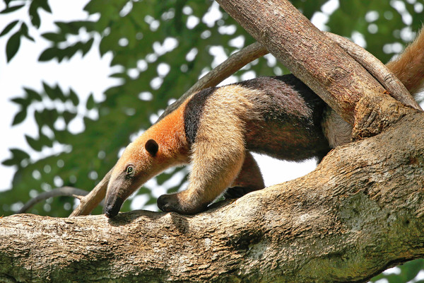 Wild Anteater on a tree in Costa Rica Picture Board by Simon Marlow