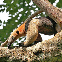 Buy canvas prints of Wild Anteater on a tree in Costa Rica by Simon Marlow