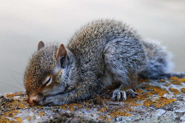 Very cute sleeping baby Grey Squirrel Picture Board by Simon Marlow