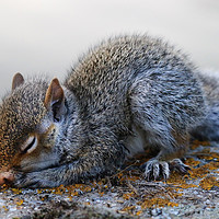 Buy canvas prints of Very cute sleeping baby Grey Squirrel by Simon Marlow