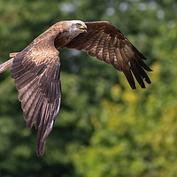 Buy canvas prints of Majestic Hunter in Flight by Simon Marlow