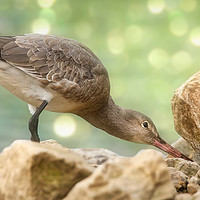 Buy canvas prints of Black Tailed Godwit searching for food by Simon Marlow