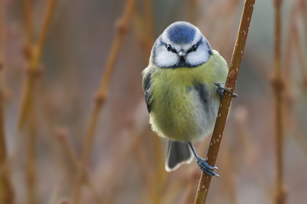 Enchanting Blue Tit Picture Board by Simon Marlow