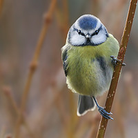 Buy canvas prints of Enchanting Blue Tit by Simon Marlow