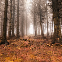 Buy canvas prints of Cold Autumn Forest Scene at Bury Ditches by Simon Marlow