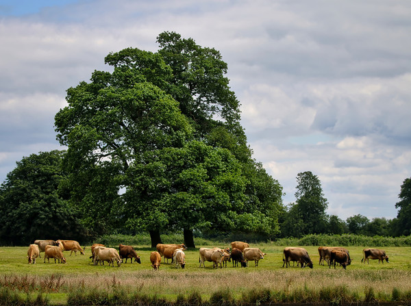 Serene Cattle Grazing in Luscious Landscape Picture Board by Simon Marlow
