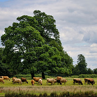 Buy canvas prints of Serene Cattle Grazing in Luscious Landscape by Simon Marlow