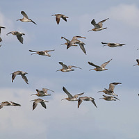 Buy canvas prints of Majestic Curlew Flock Takes Flight by Simon Marlow