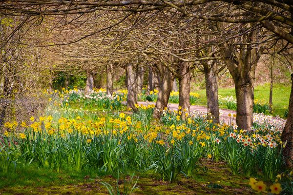 Bursting into Spring Picture Board by Simon Marlow