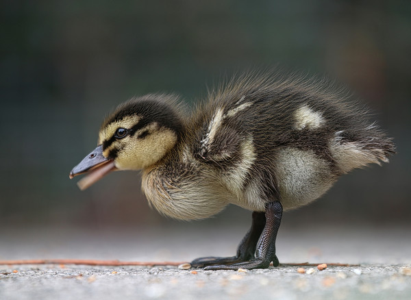 Adorable Baby Mallard Duckling Picture Board by Simon Marlow