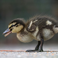 Buy canvas prints of Adorable Baby Mallard Duckling by Simon Marlow