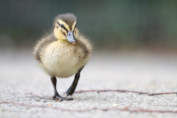 Adorable Mallard Ducklings First Steps Picture Board by Simon Marlow