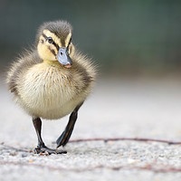 Buy canvas prints of Adorable Mallard Ducklings First Steps by Simon Marlow