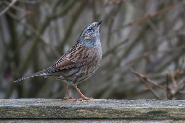 Dunnock The Humble Songbirds Majestic Look Picture Board by Simon Marlow