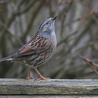 Buy canvas prints of Dunnock The Humble Songbirds Majestic Look by Simon Marlow