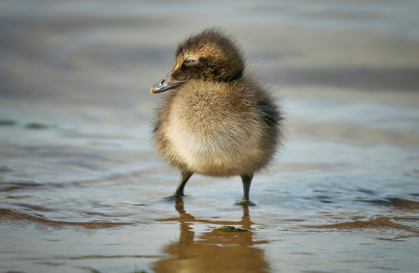 Adorable Eider Duckling on the Shoreline Picture Board by Simon Marlow