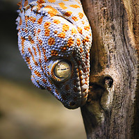 Buy canvas prints of A Gecko with White and Yellow colouring by Simon Marlow